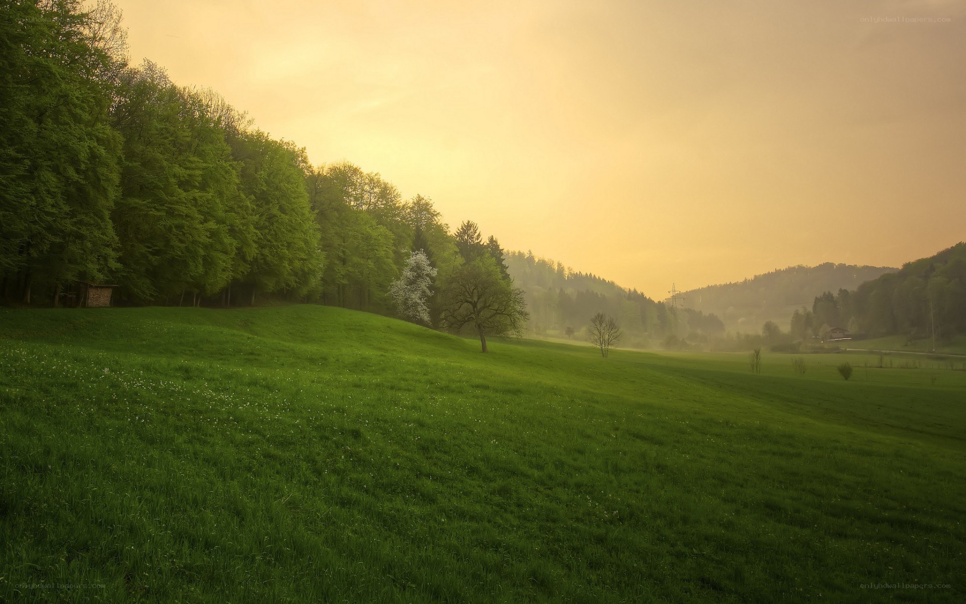 Green field at sunrise