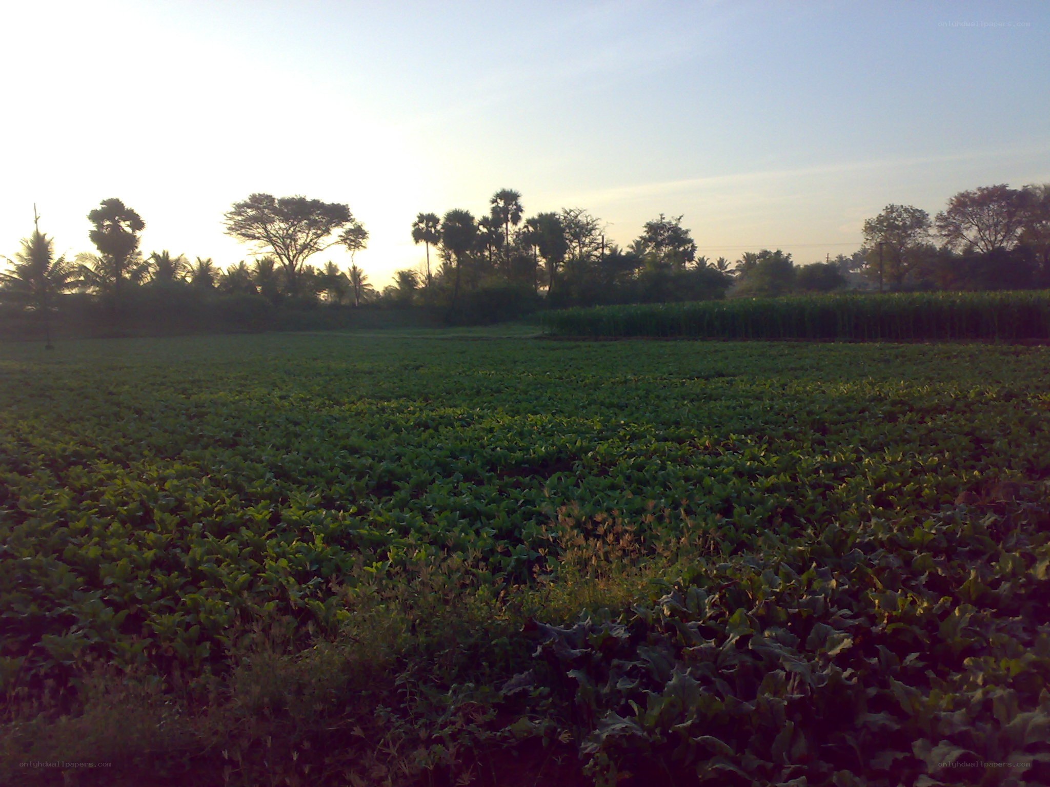 Green field at sunrise