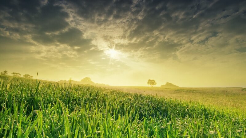 Green Field at Sunrise — Serene, Photograph, Sun, Clouds, Trees