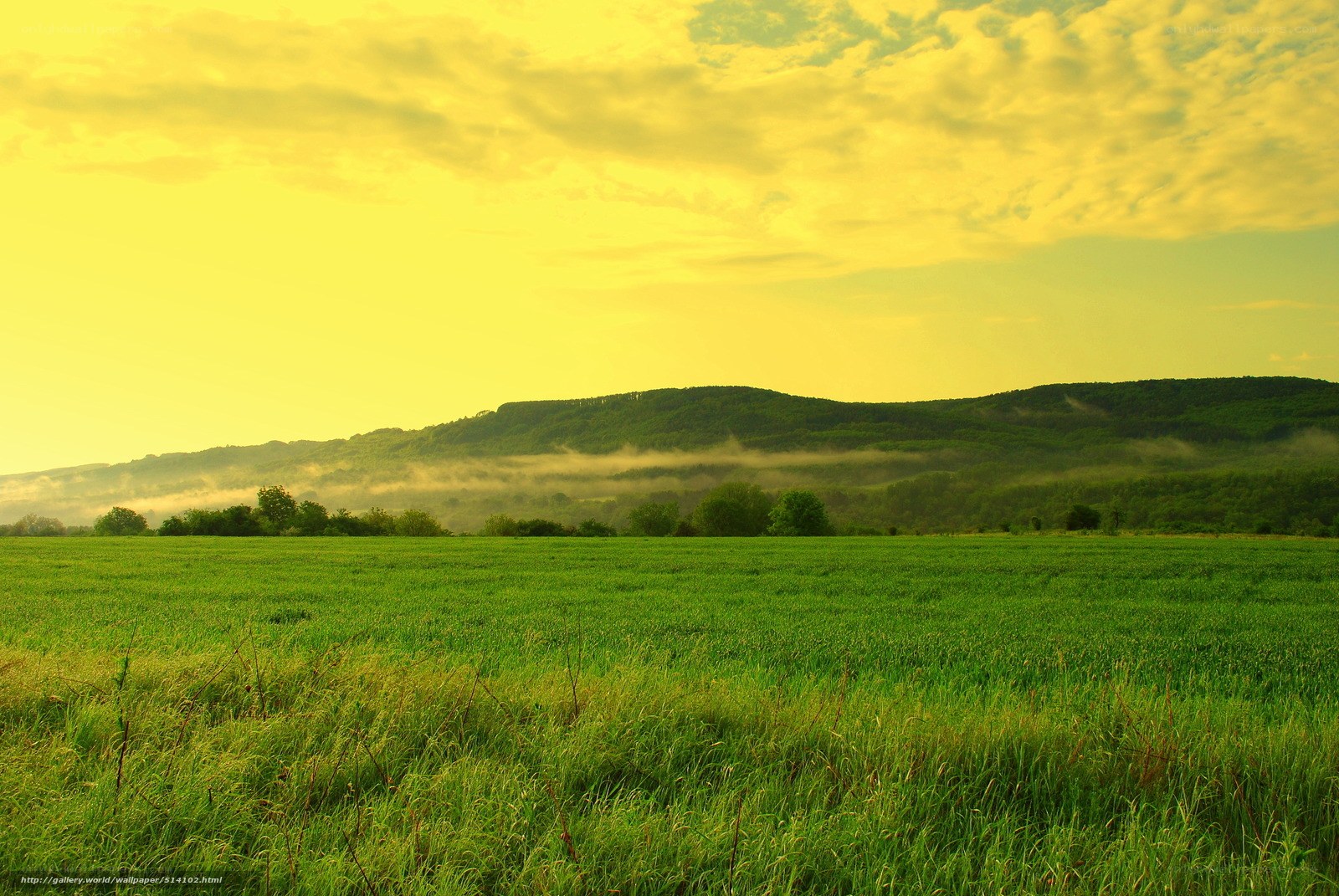 Green field at sunrise