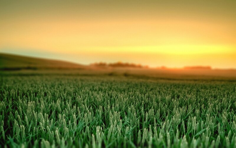 Green field at sunset