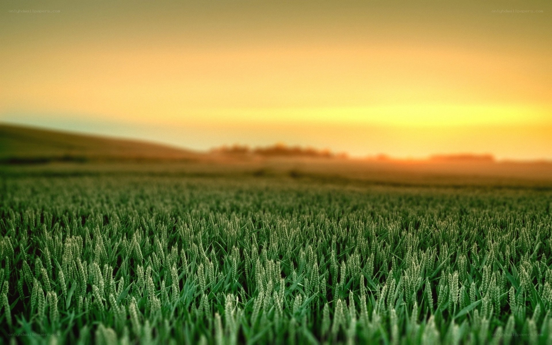 Green field at sunset