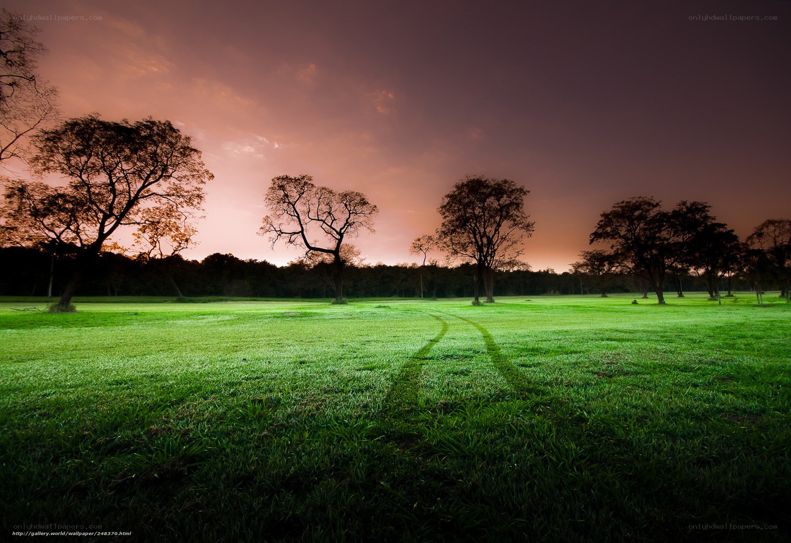 Green Field at Sunset