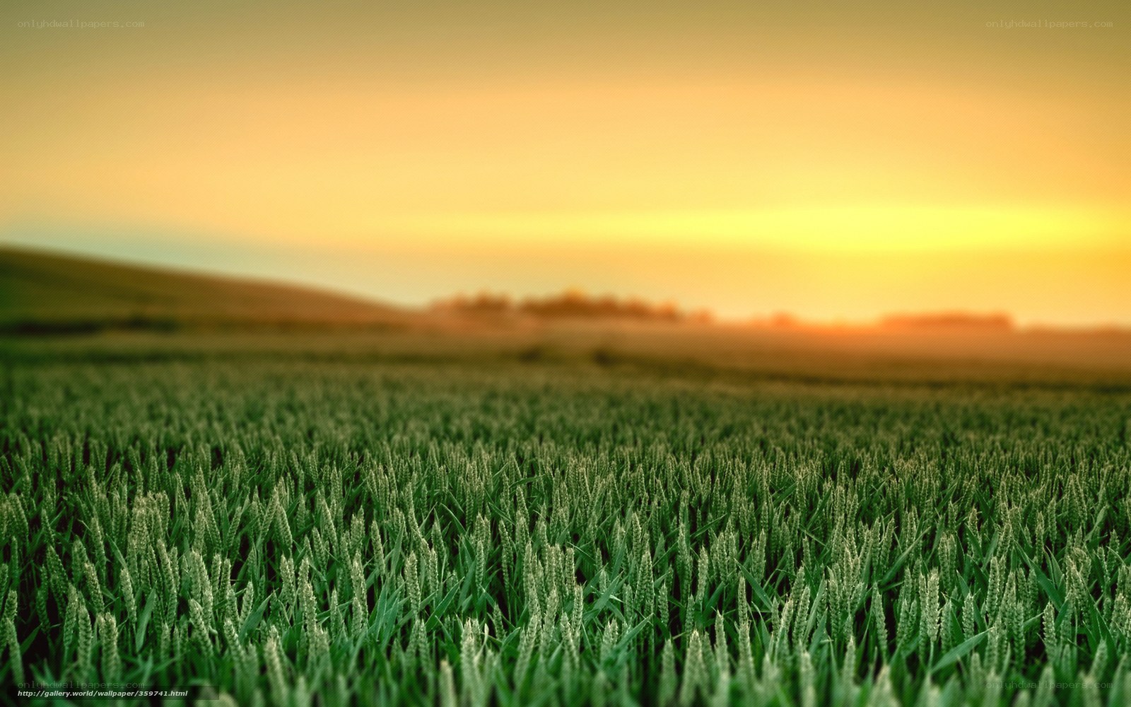 Green field at sunset