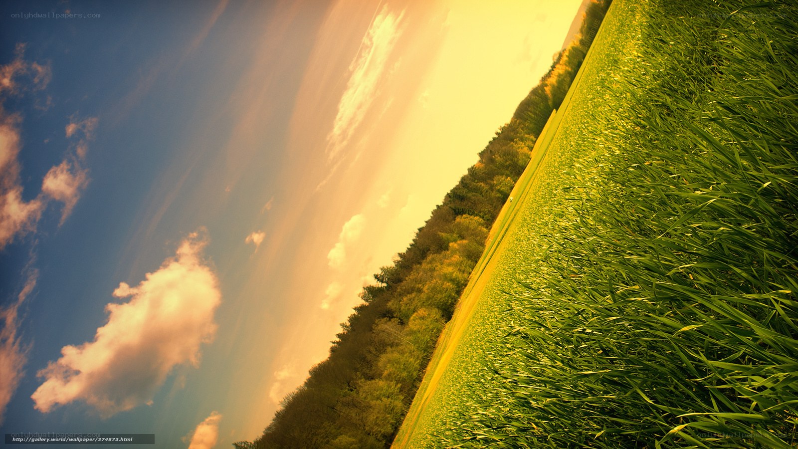 Green field at sunset