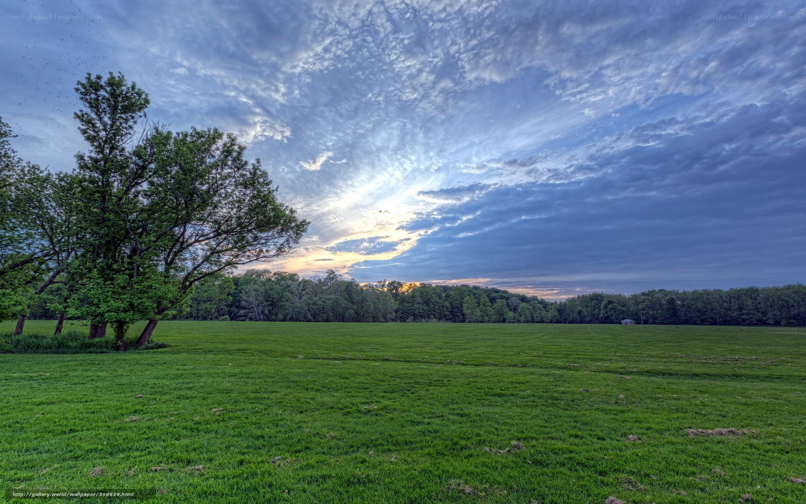 Green field at sunset