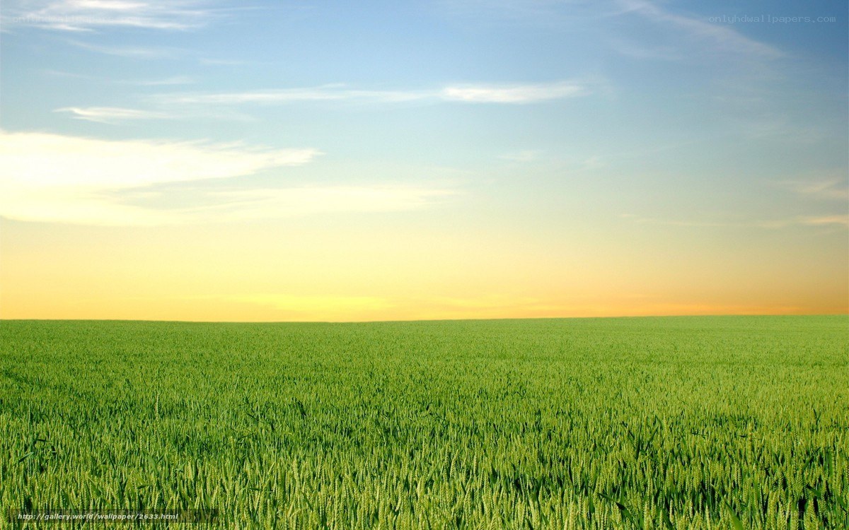 Green field at sunset