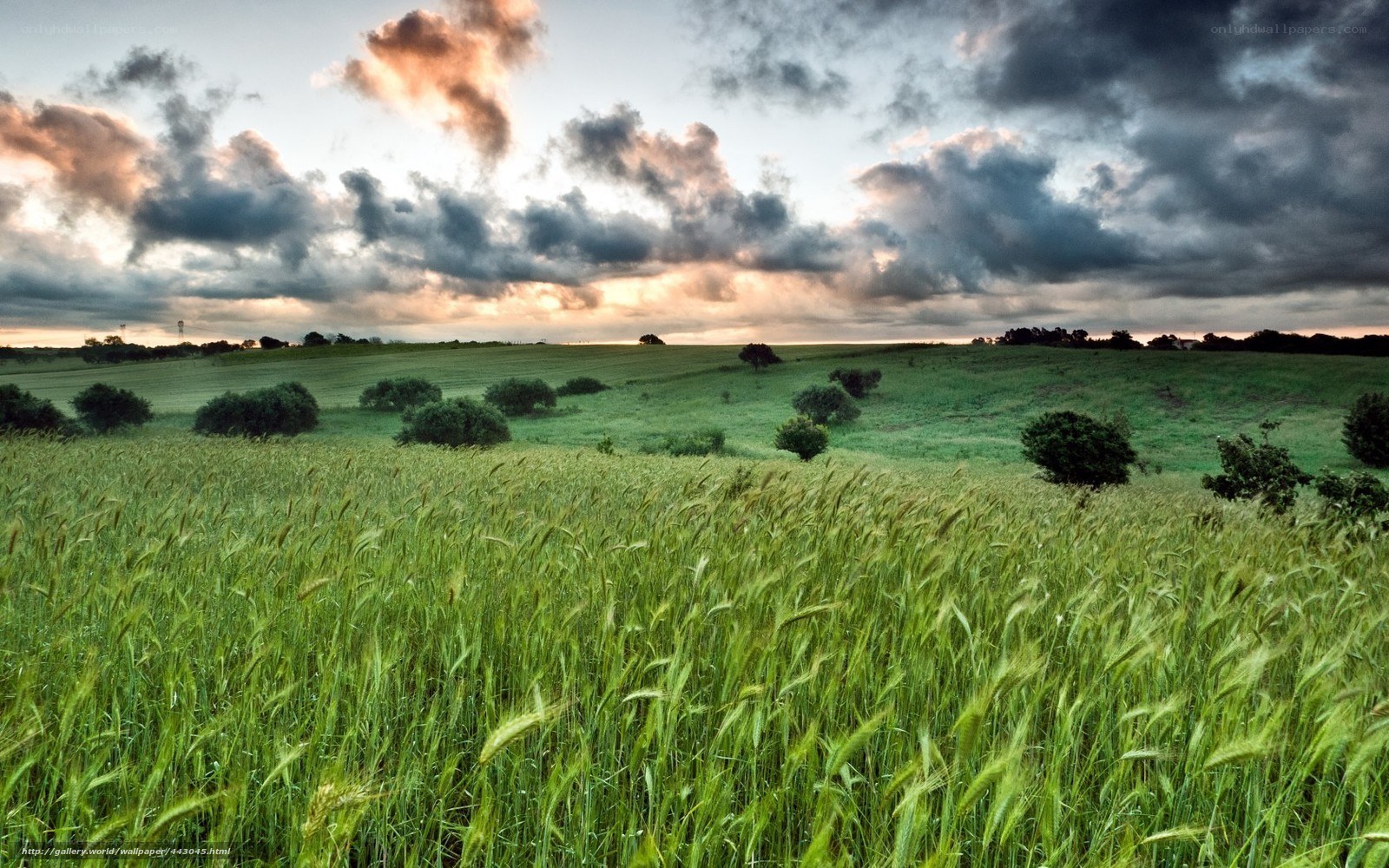 Green field at sunset