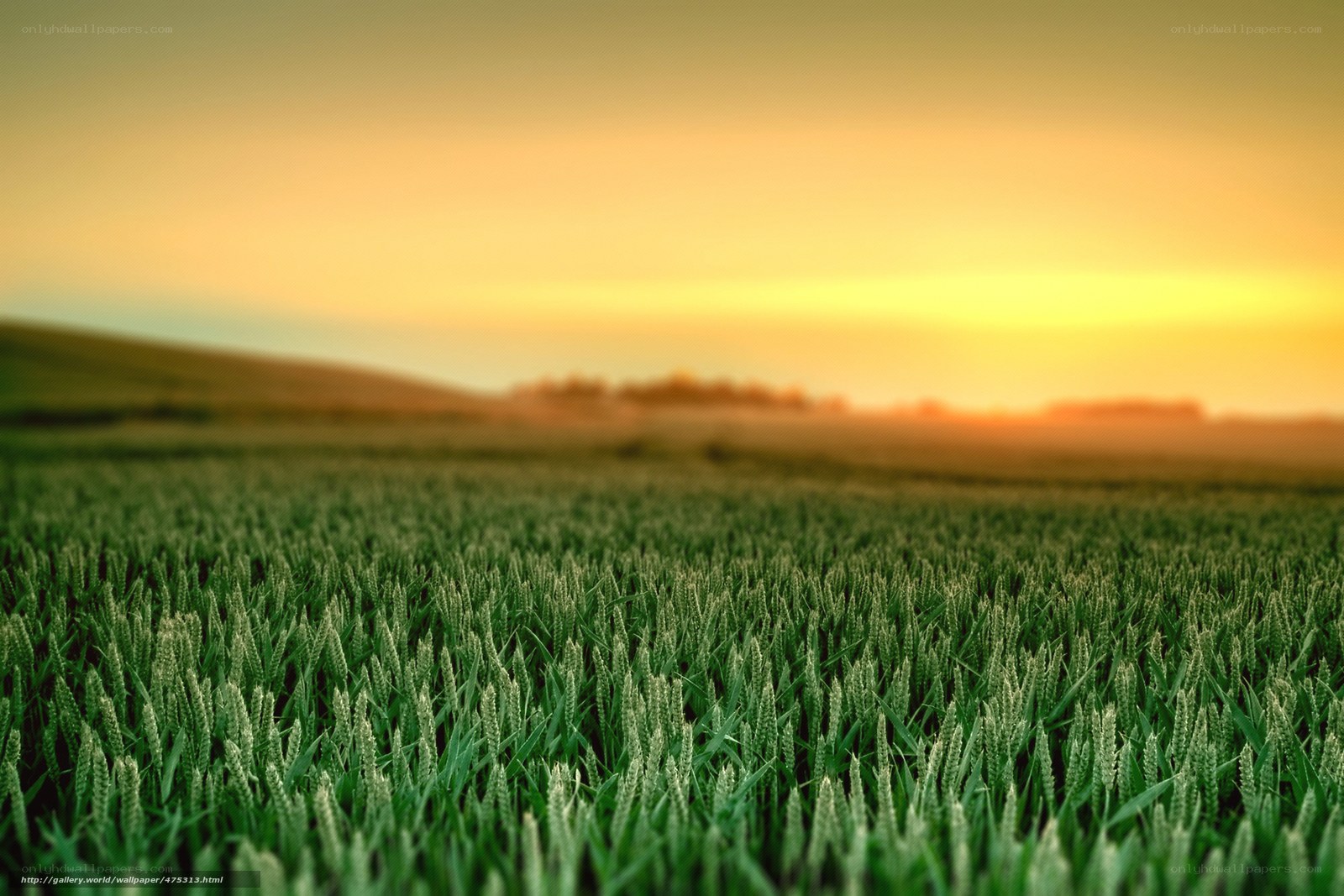 Green field at sunset