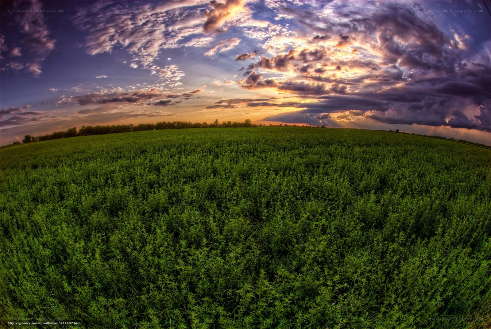 Green Field at Sunset