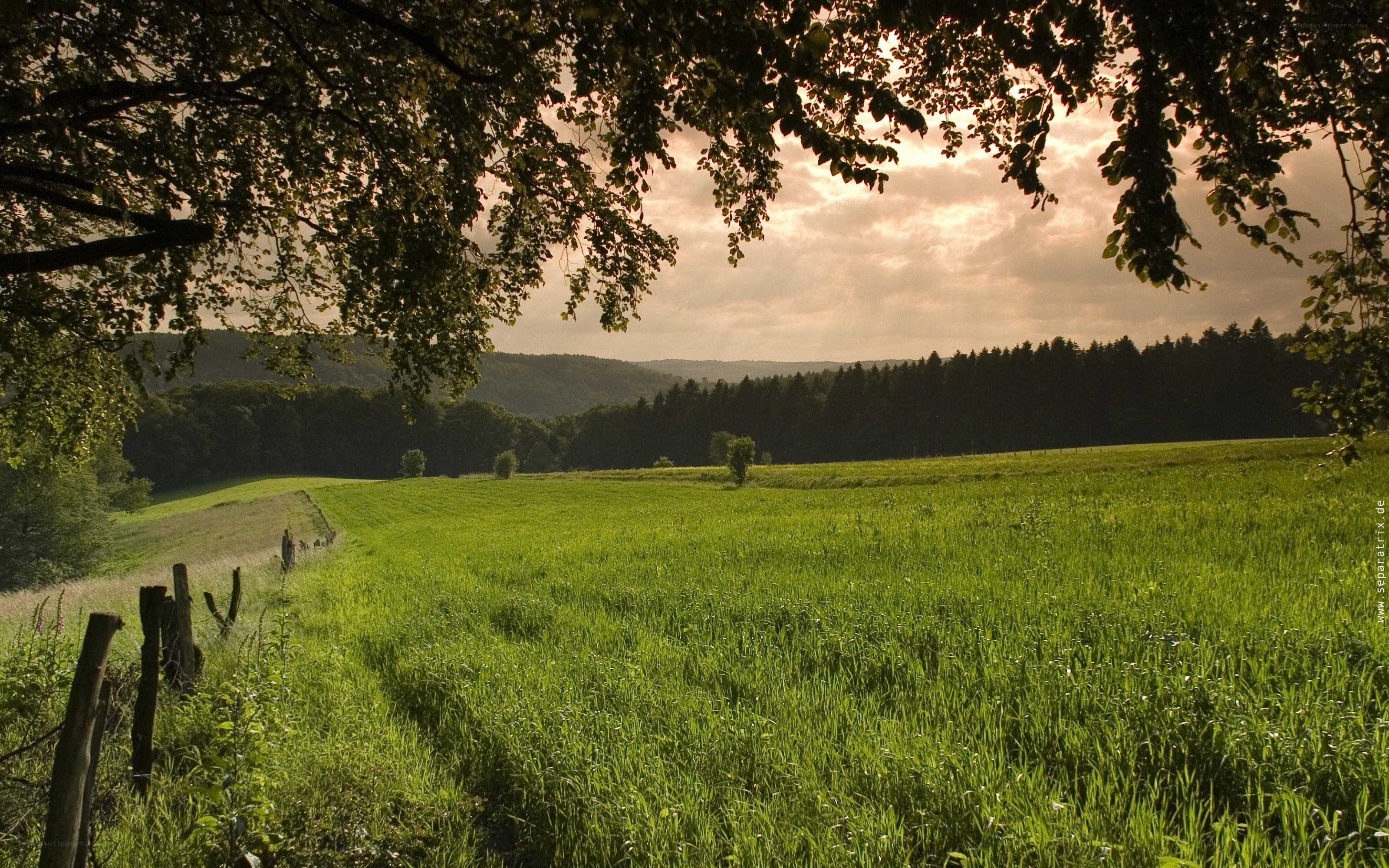 Green field at sunset