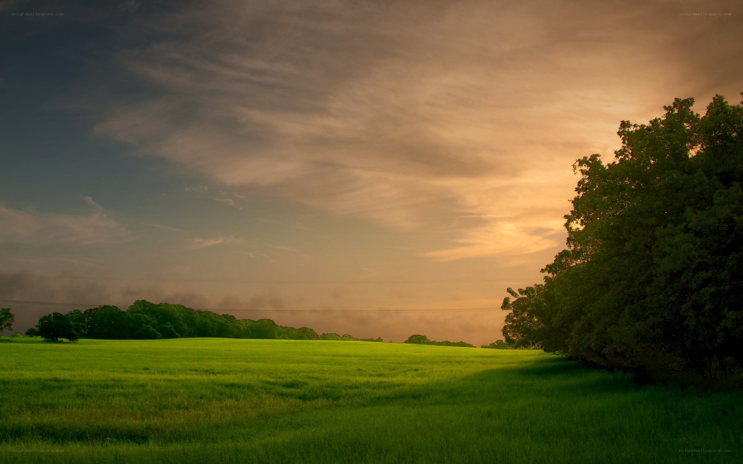 Green field at sunset