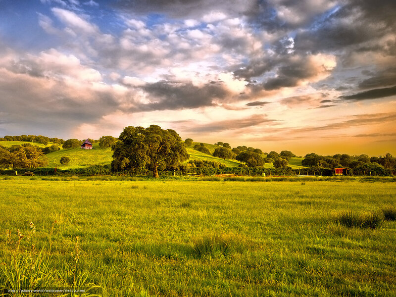 Green field at sunset