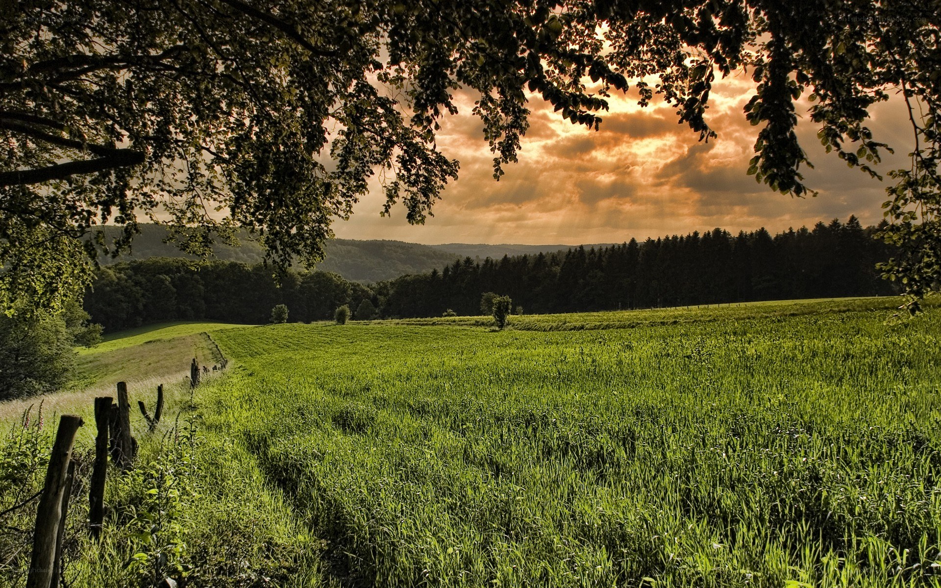 Green field at sunset