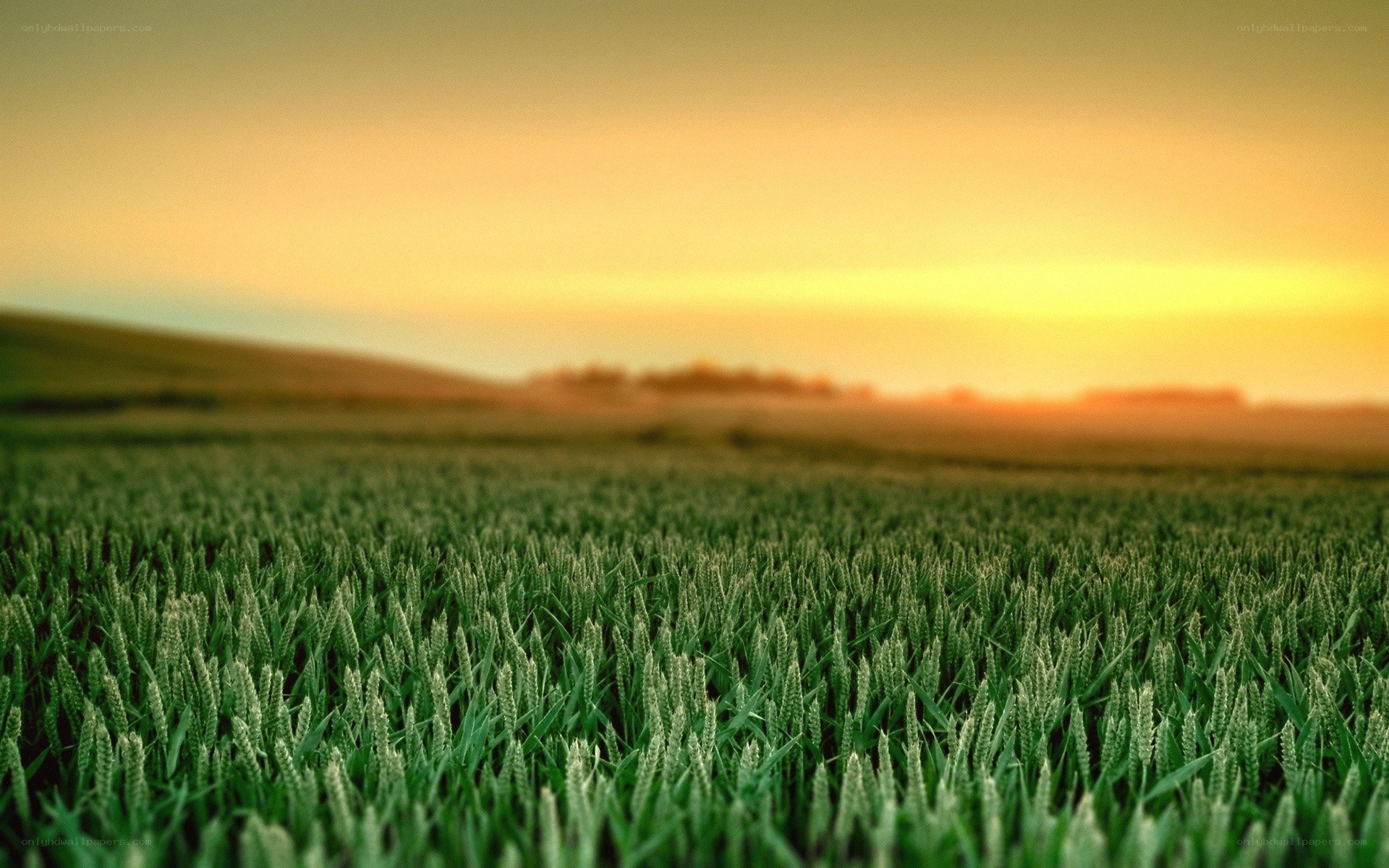 Green field at sunset