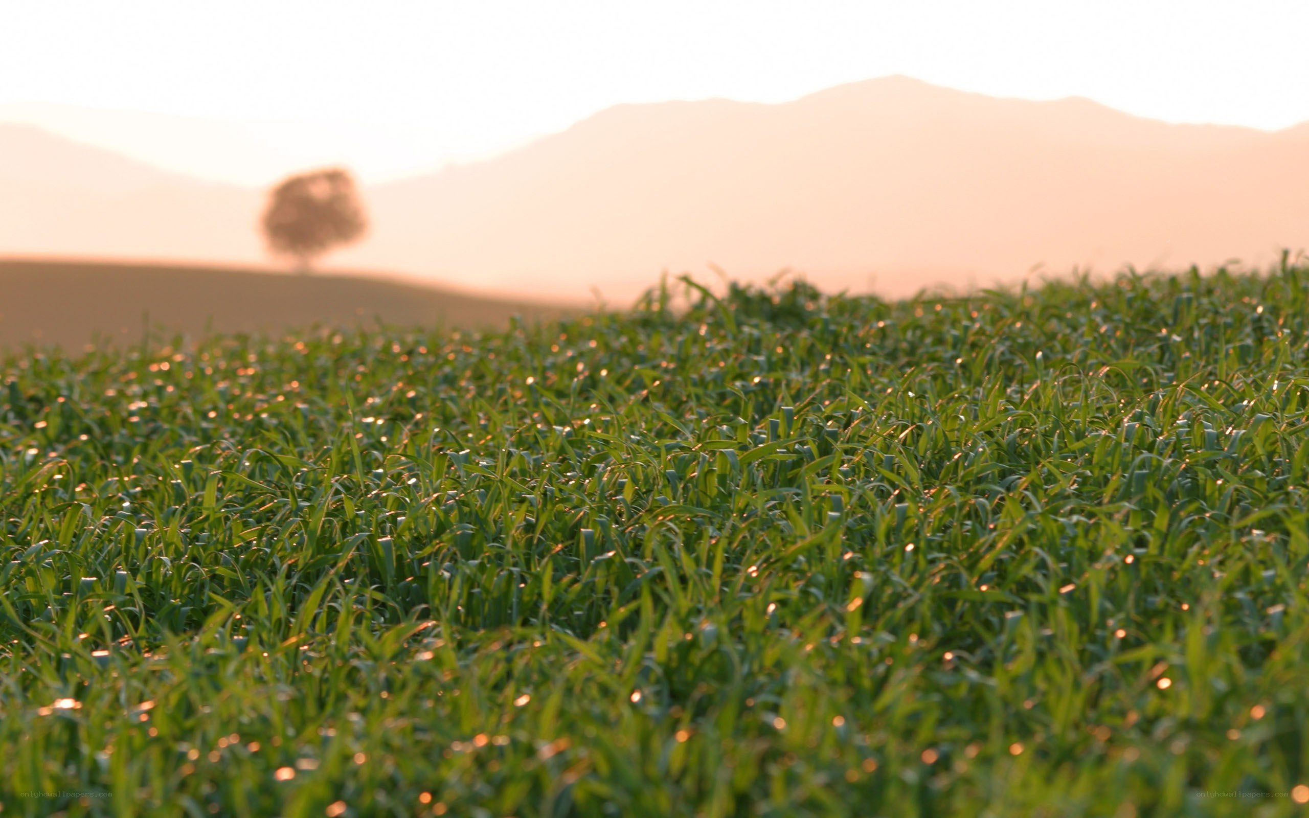 Green field at sunset