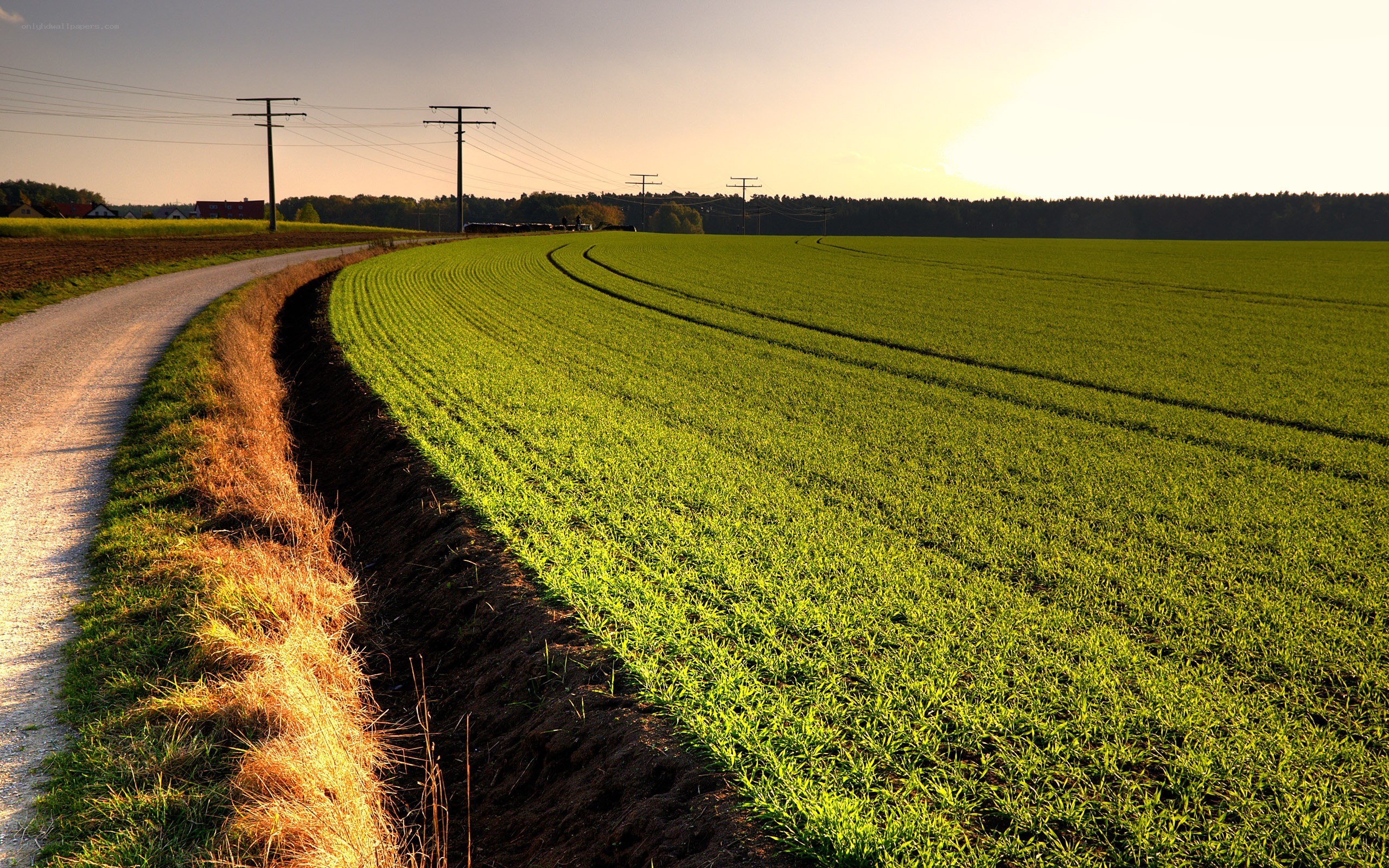 Green field at sunset