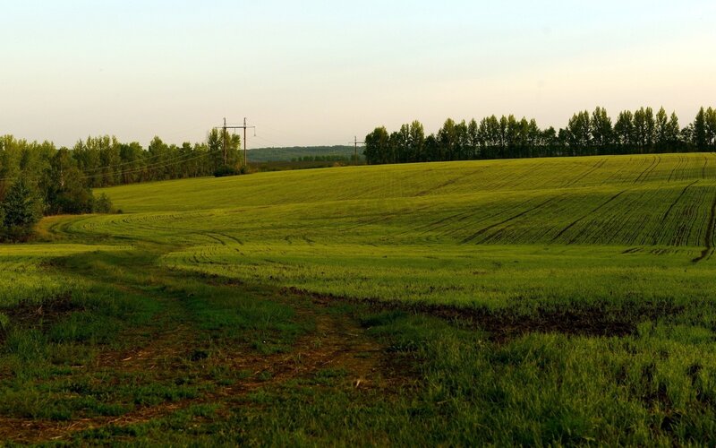 Green field at sunset