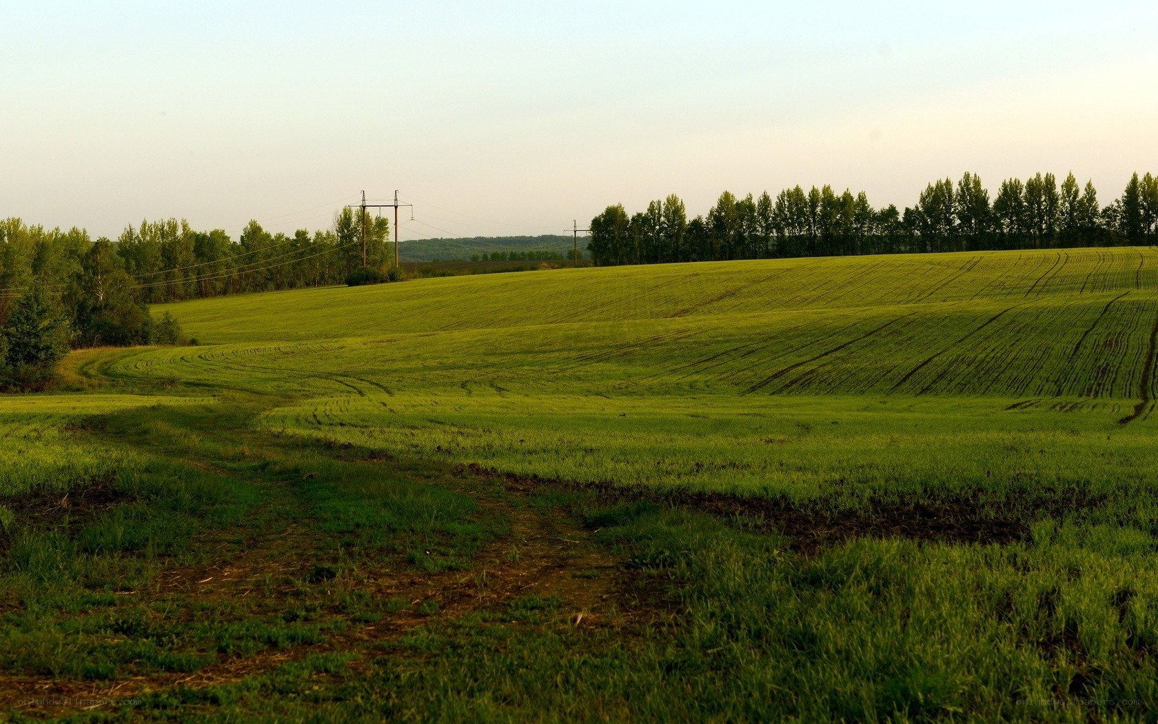 Green field at sunset