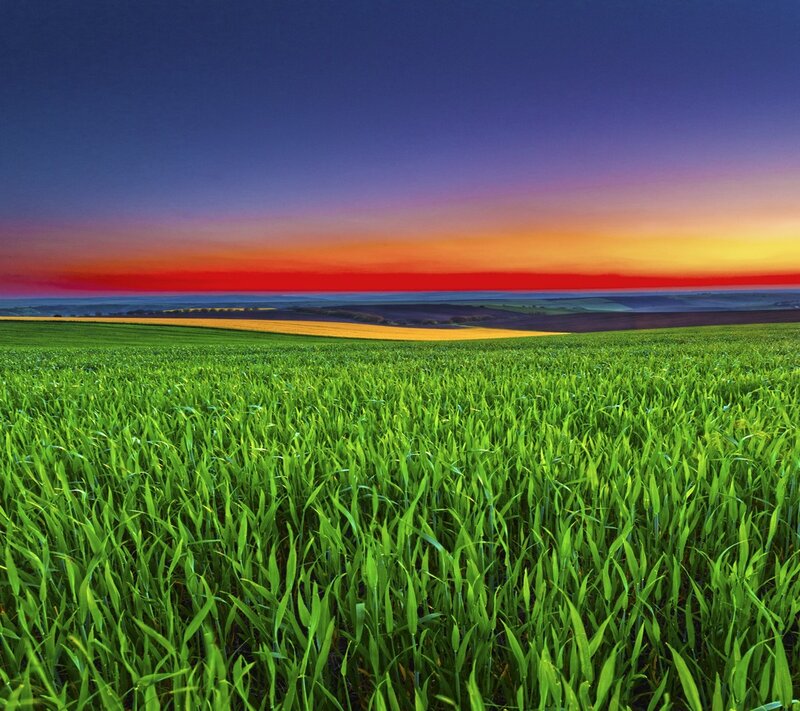 Green field at sunset