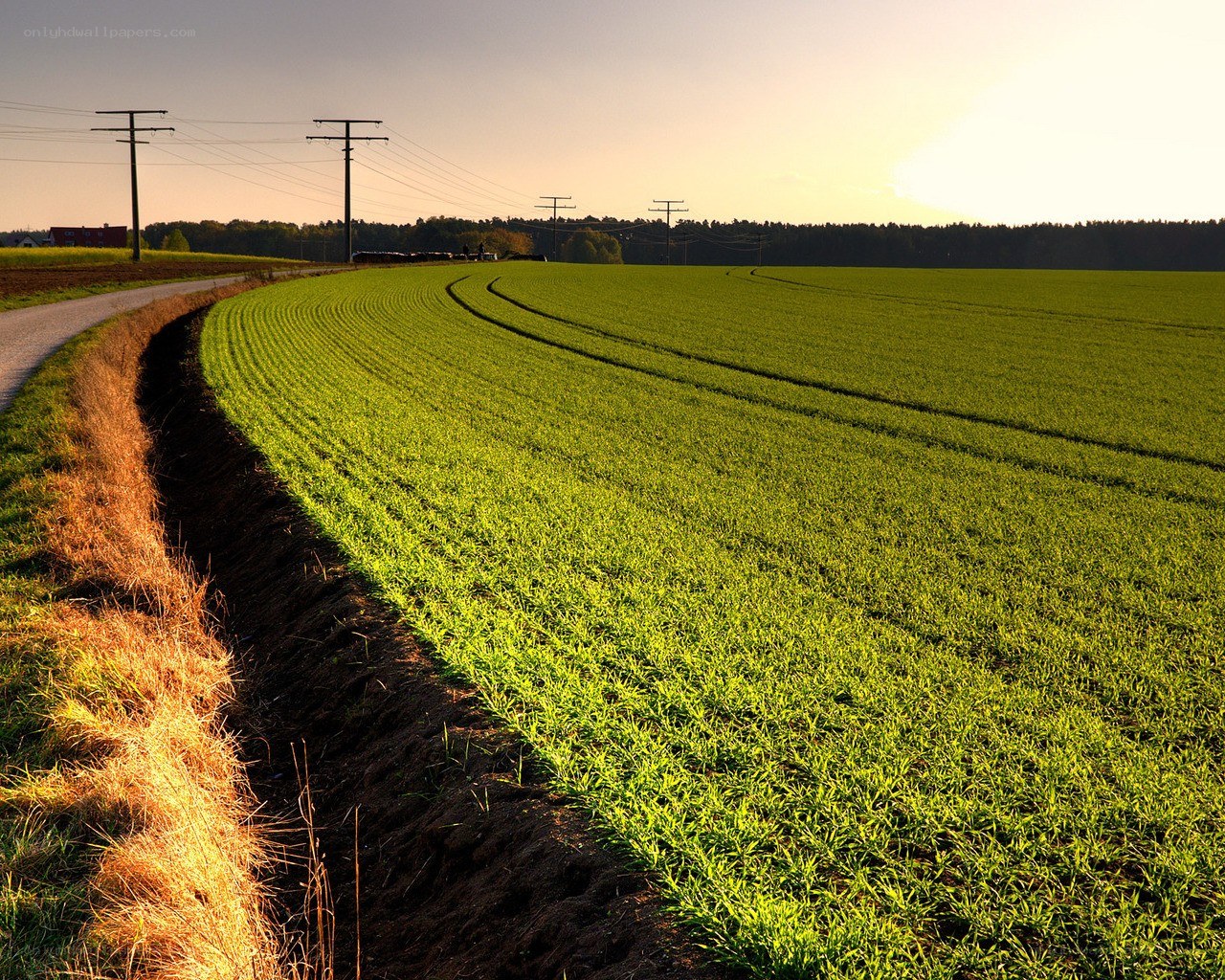 Green field at sunset