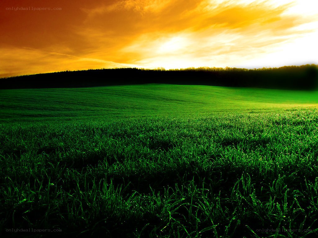 Green field at sunset