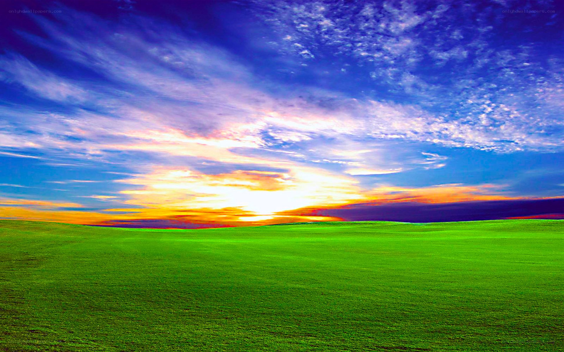 Green field at sunset