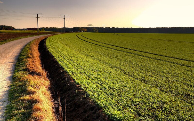 Green Field at Sunset — Brown
