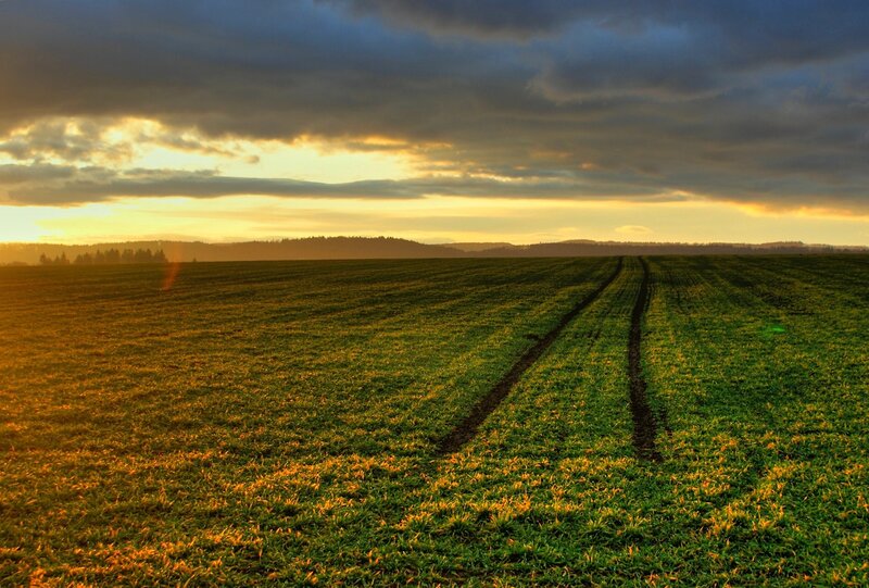 Green Field at Sunset — Dramatic, Photograph, Clouds, Trees, Yellow