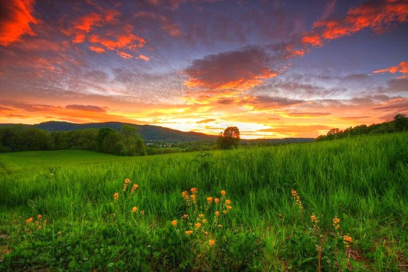 Green Field at Sunset — Dramatic, Photograph, Flowers