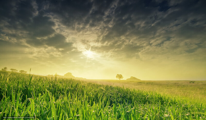 Green Field at Sunset — Dramatic, Photograph, Sun, Clouds, Tree