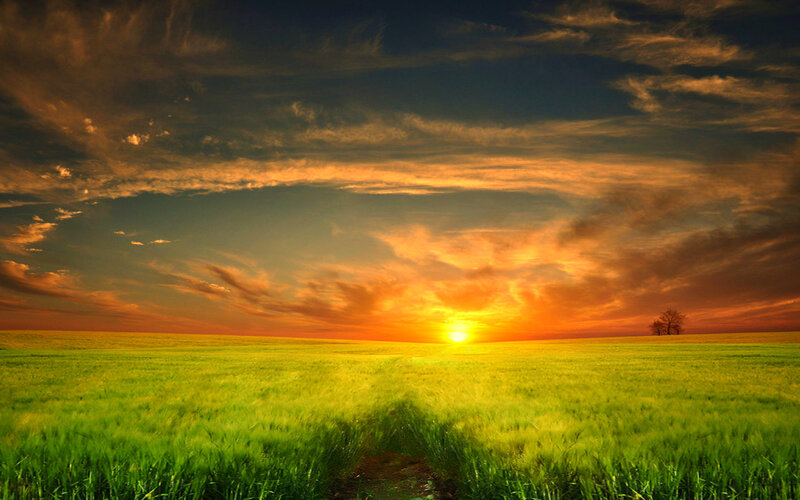 Green Field at Sunset — Dramatic, Photograph, Sun
