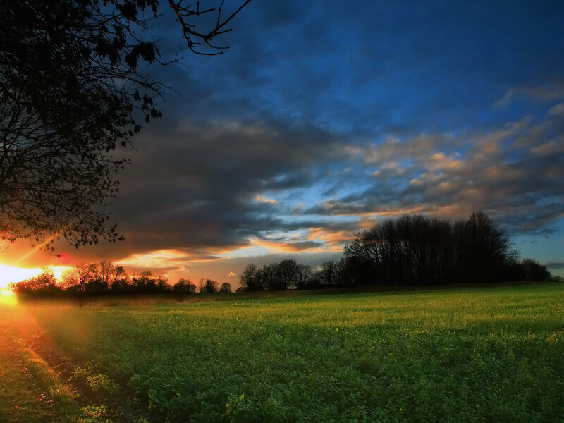 Green Field at Sunset — Dramatic, Photograph, Trees, Sky, Sun