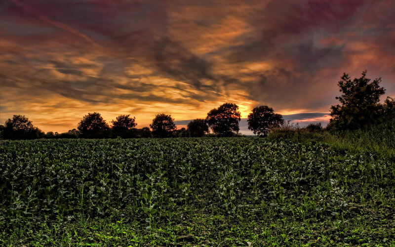 Green Field at Sunset — Orange