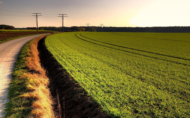 Green Field at Sunset — Power Lines