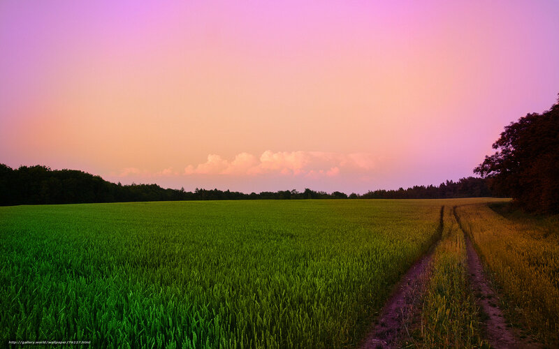 Green Field at Sunset — Purple, Serene, Photograph