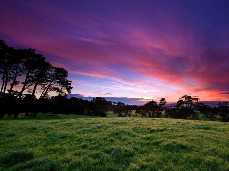Green Field at Sunset — Purple, Serene