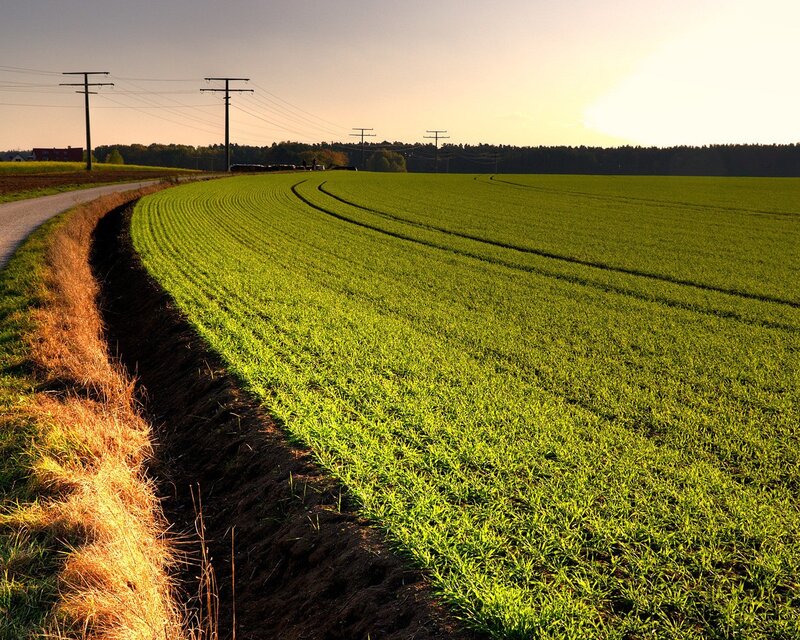 Green Field at Sunset — Road