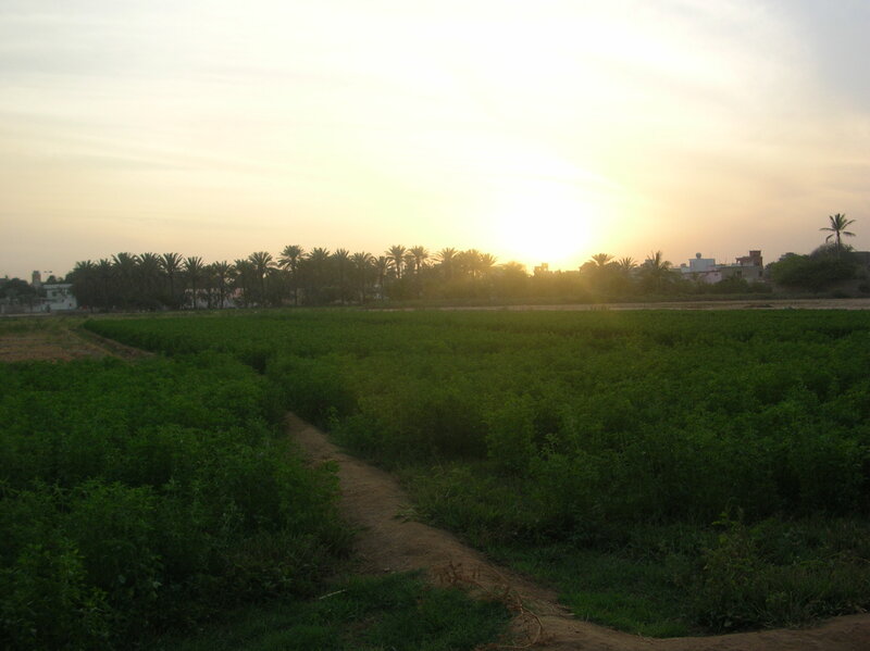 Green Field at Sunset — Serene, Photograph, Palm Trees