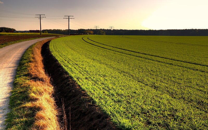 Green Field at Sunset — Serene, Photograph, Road, Power Lines, Trees