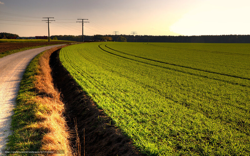 Green Field at Sunset — Serene, Photograph, Road