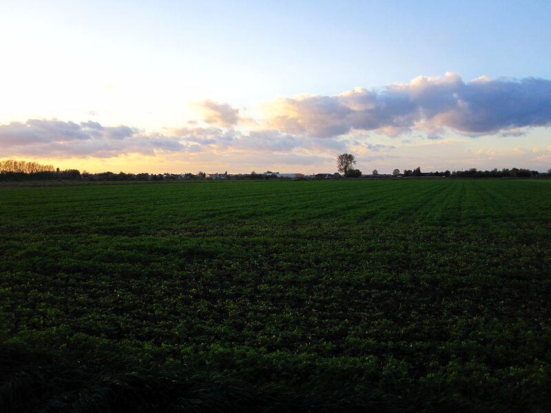 Green Field at Sunset — Serene, Photograph, Sky, Clouds, Trees