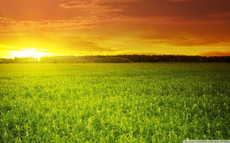 Green Field at Sunset — Serene, Photograph, Sky, Trees, Sun
