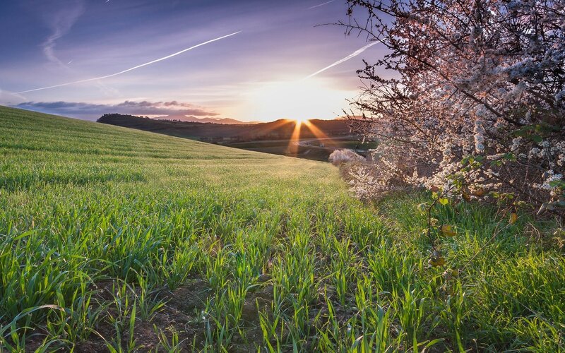 Green Field at Sunset — Serene, Photograph, Sun, Tree
