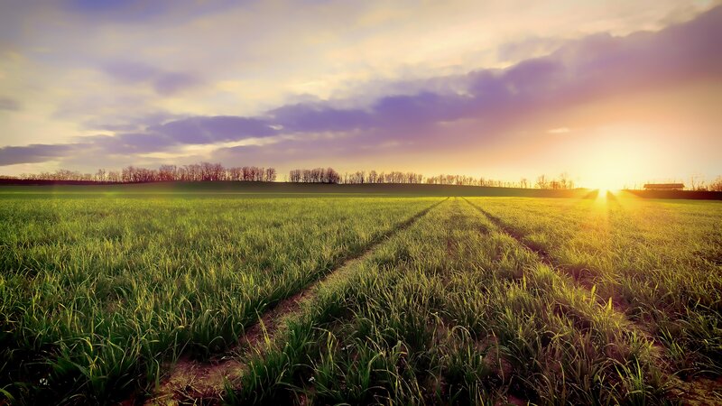 Green Field at Sunset — Serene, Photograph, Sun, Trees, Sky