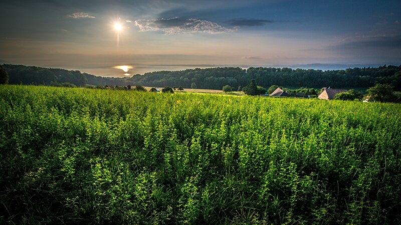 Green Field at Sunset — Serene, Photograph, Sun, Trees