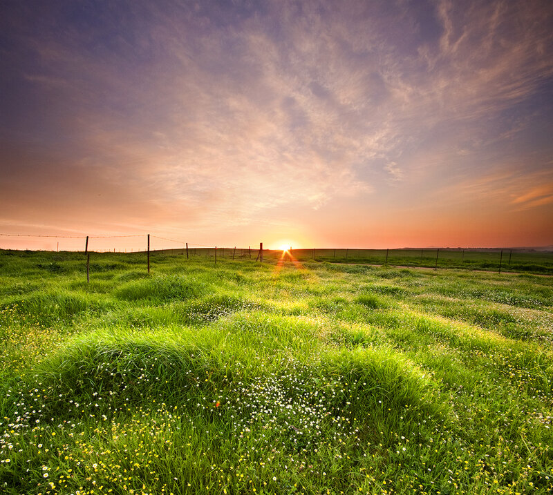 Green Field at Sunset — Serene, Photograph
