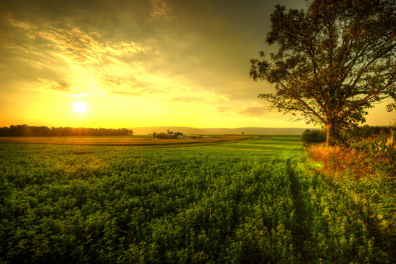 Green Field at Sunset — Serene, Photograph, Tree