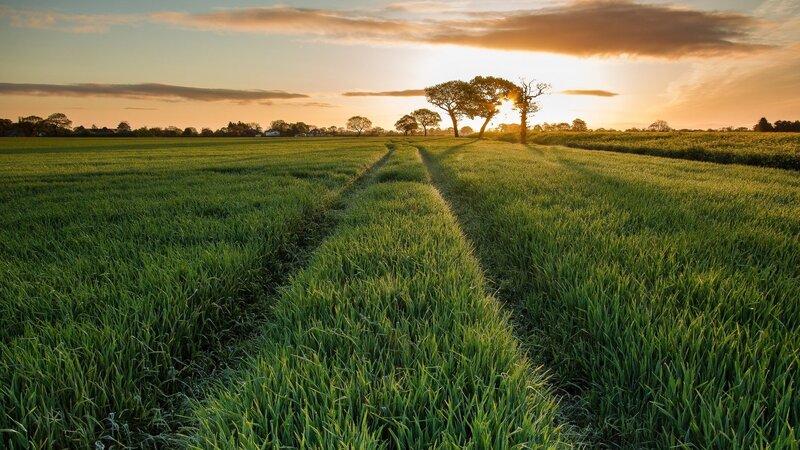 Green Field at Sunset — Serene, Photograph, Trees, Sky, Sun, Orange
