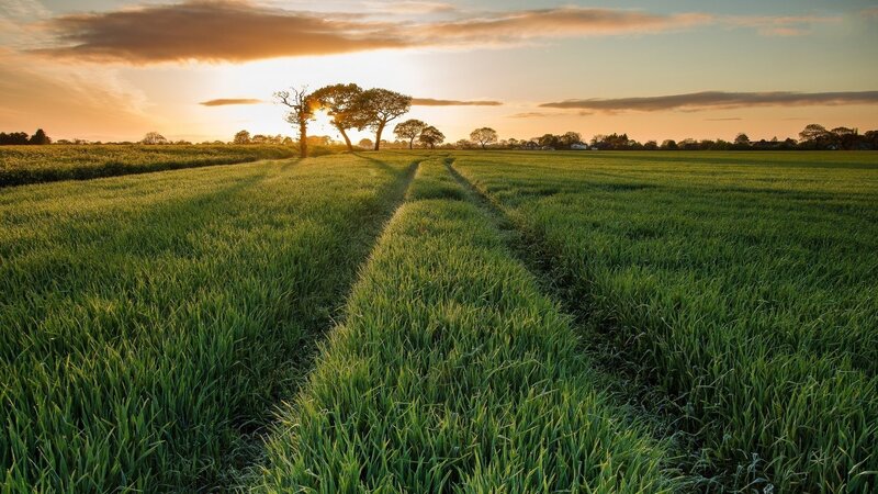 Green Field at Sunset — Serene, Photograph, Trees, Sky